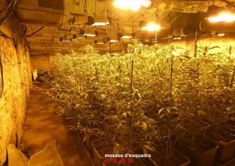 Els Mossos d’Esquadra detenen dues persones a la Noguera per cultivar marihuana a l’interior de dues cases
