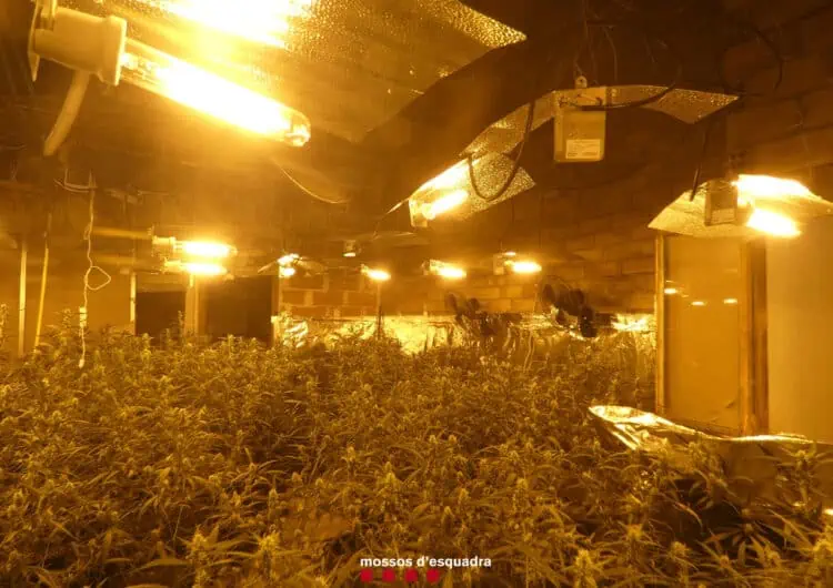 Els Mossos detenen dues persones per cultivar marihuana a l’interior de dues cases de Menàrguens