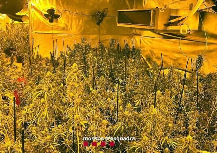 Vuit detinguts i més de 1.400 plantes de marihuana intervingudes en quatre cases de Castellserà i Bellmunt d’Urgell