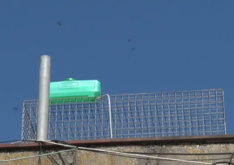 Balaguer instal·la gàbies de captura de coloms
