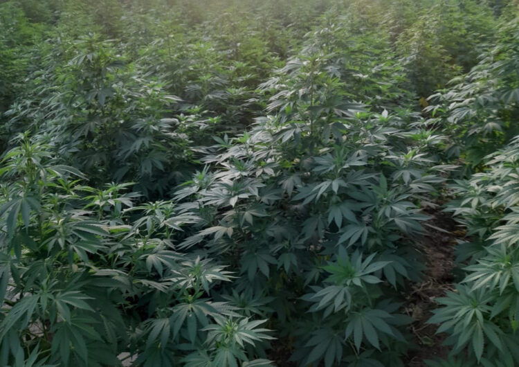 Desmantellada una plantació amb 3.000 plantes de marihuana prop del pantà de Canelles