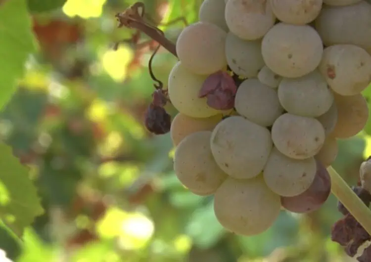 Les gelades primaverals i les pedregades fan caure el 50% de la producció vinícola a Costers del Sió