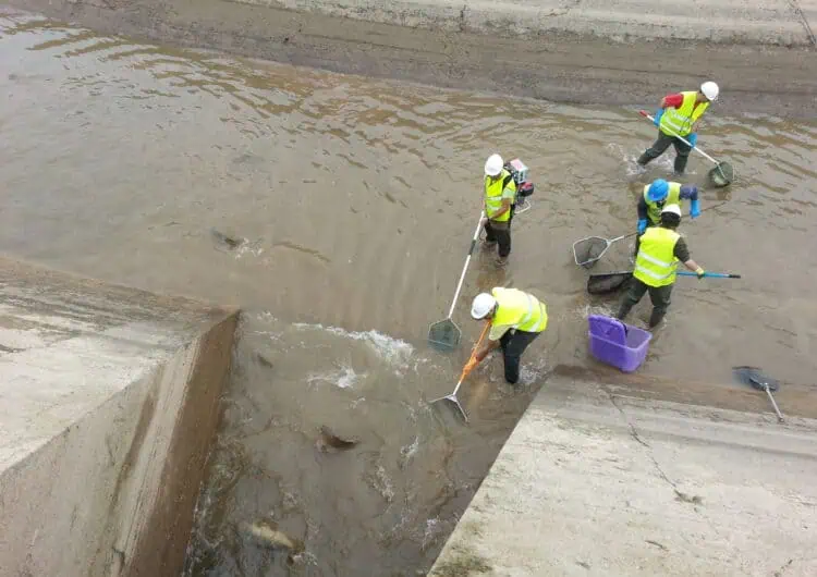 Endesa inicia dilluns el buidatge periòdic dels canals de Seròs, Balaguer, Térmens i Lleida per fer treballs de millora