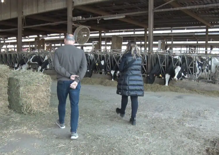 Vallfogona de Balaguer tornarà a celebrar el Concurs de vaca frisona tres dècades després